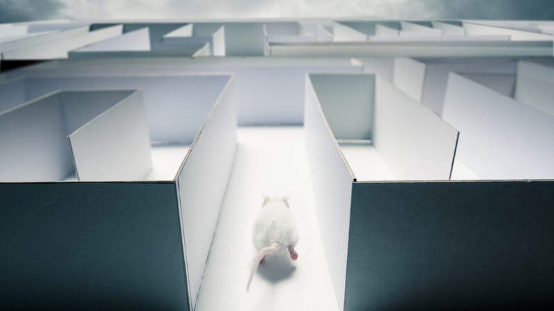 Cyborg Rats Solve Mazes Better and Faster Than Normal Rats