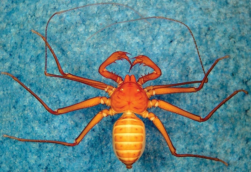 Illustration for article titled These Eight New Whip-Wielding Spiders Will Haunt Your Nightmares