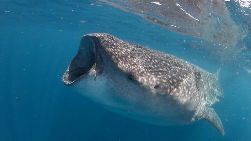 A whale shark