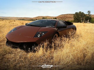 Illustration for article titled A WILD BROWN MURCIÉLAGO APPEARS + NSFW
