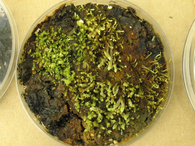 Illustration for article titled Scientists Revive 400 Year-Old Frozen Plants