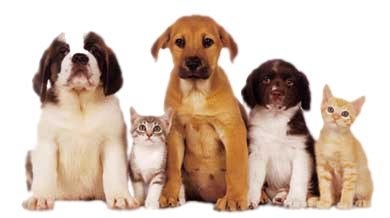 Illustration for article titled Discount Pet Toys Keep The Pets Happy