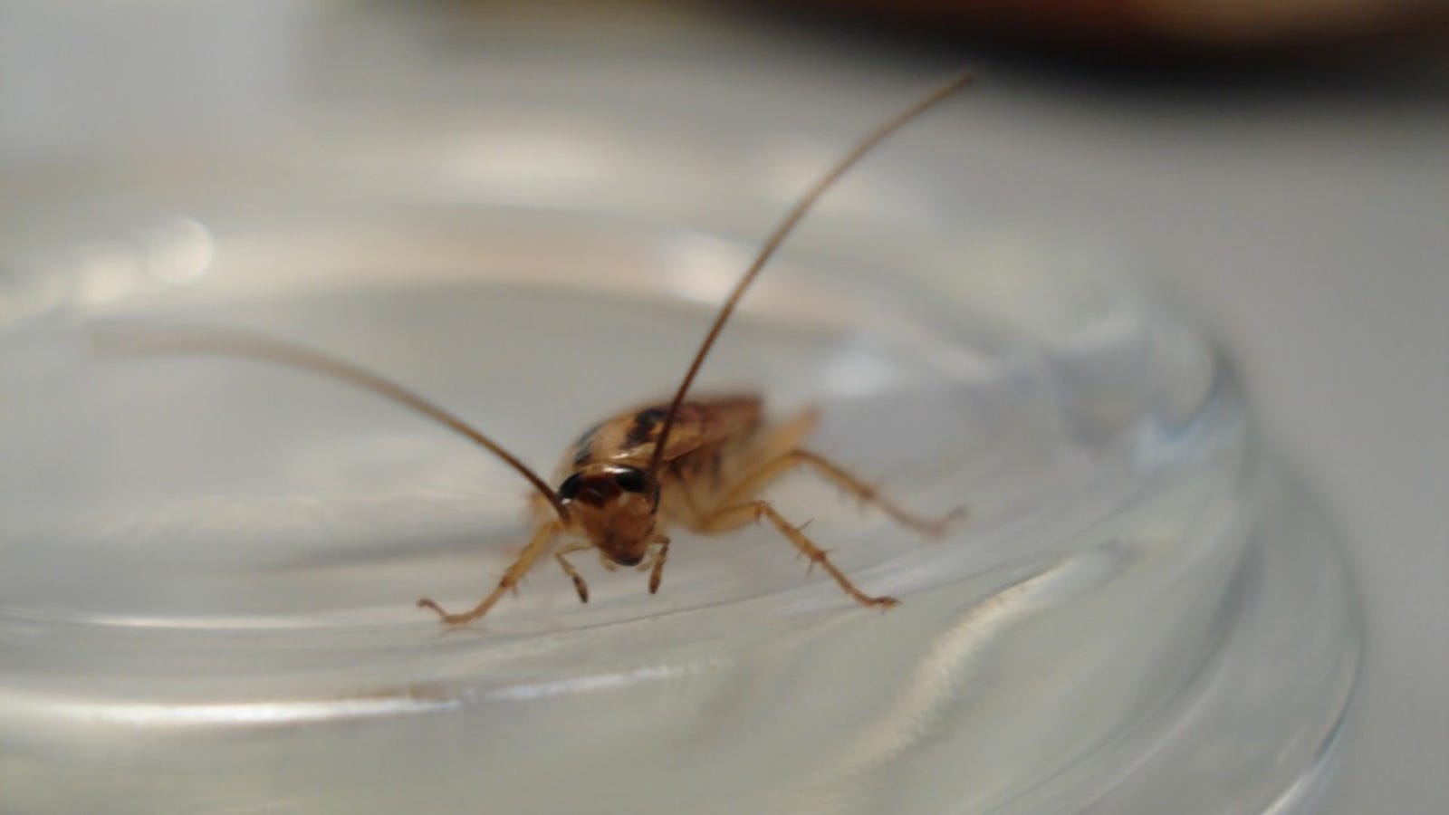 Rüyada Küçük Böcek İlaçla Öldürmeye Evde Çalışmak