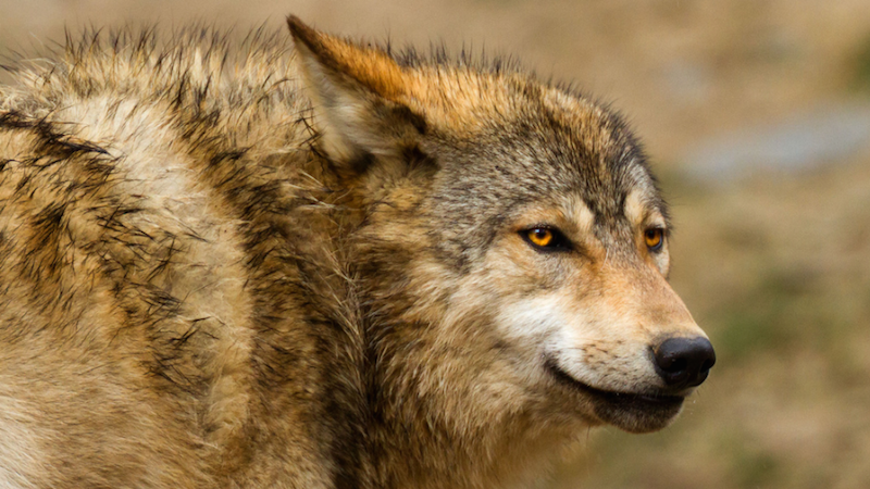 Illustration for article titled A Woman Was Stalked for Twelve Hours by a Wolf Until a Bear Attacked It