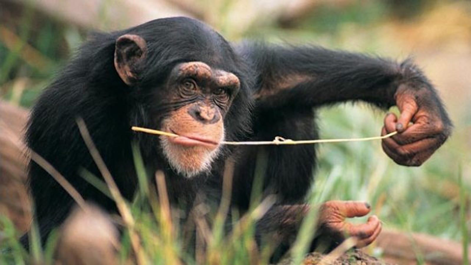 Urinating chimp uses awesomely disgusting strategy to get a snack