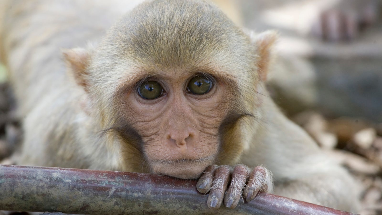 photo of Neuralink Is Funding Primate Research at the University of California image