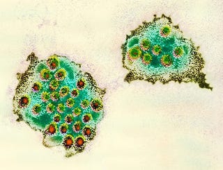 Illustration for article titled 21 NBA Players Gave Each Other A Disease