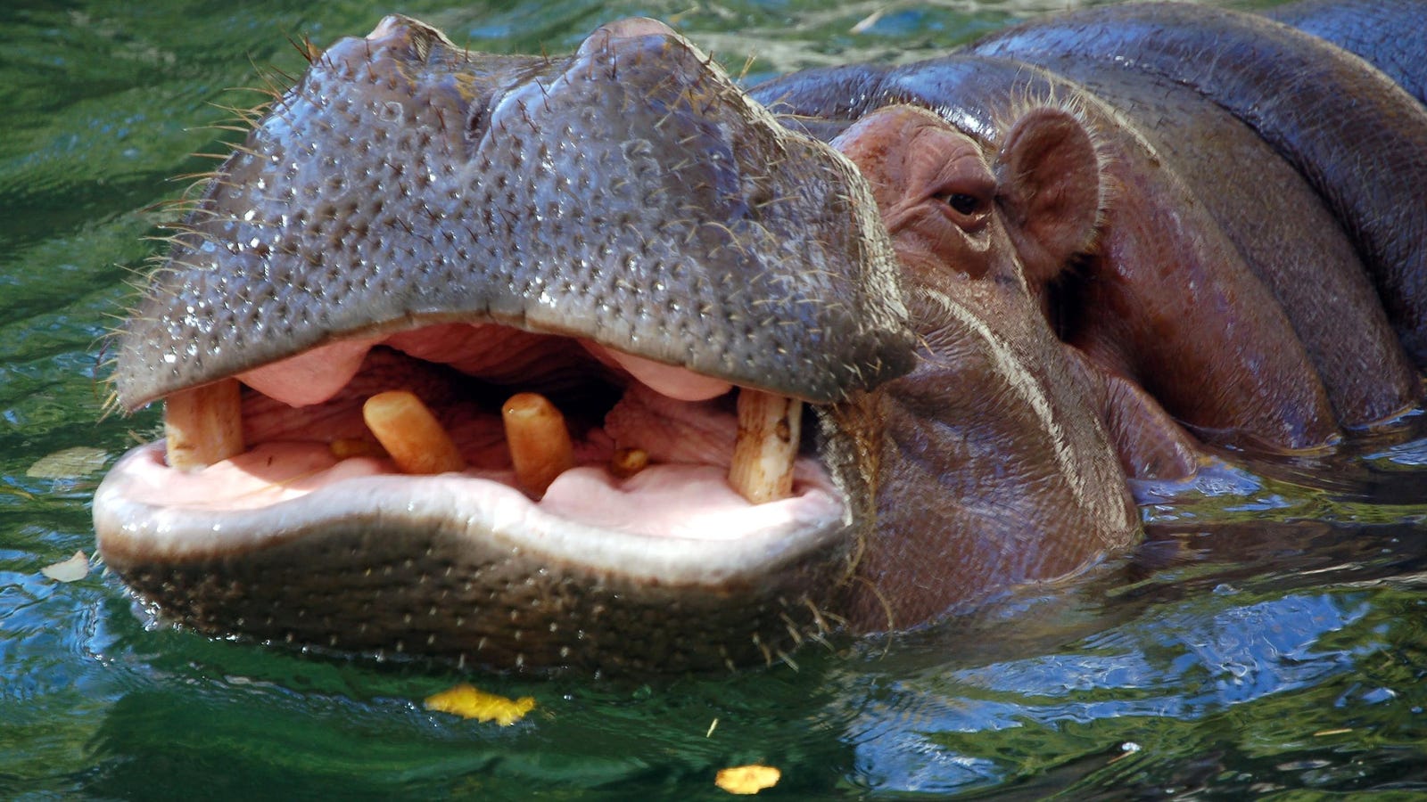 American Hippopotamus, Or How The US Tried To Import Hippos For Food