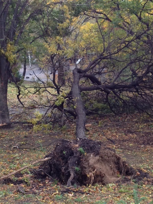 Sheryl Huggins Salomon