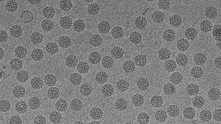 An electron microscopic image of the human papillomavirus