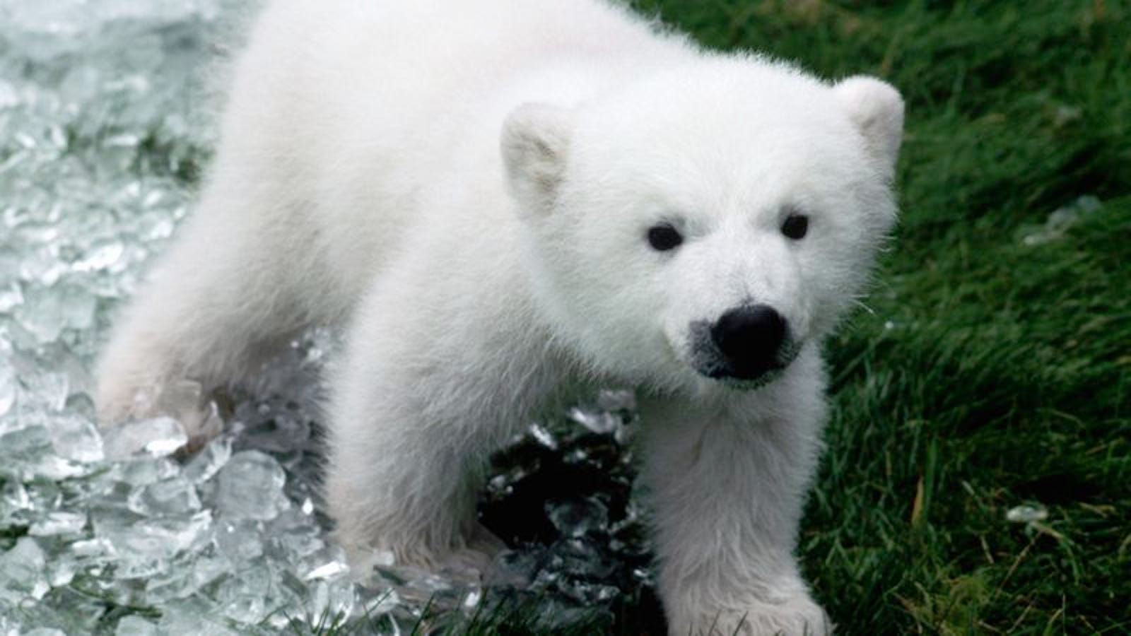 fur real polar bear cub