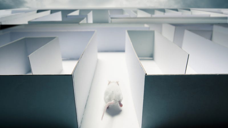 3d rat maze screensaver 3d rat maze screensaver