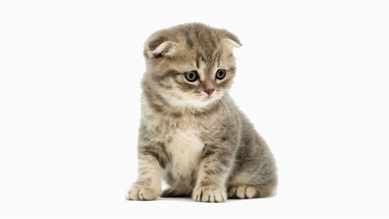 Illustration for article titled Vote For This Game On Steam Or Its Publisher Won't Give Money To Homeless Kittens