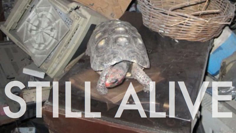 Illustration for article titled "Lost" tortoise found alive in storeroom after 30 years, immediately crowned hide-and-seek champion of the world