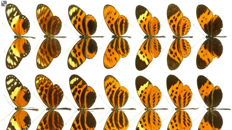 Illustration for article titled These butterflies are "the Transformers of the insect world" — and the answer to an evolutionary mystery