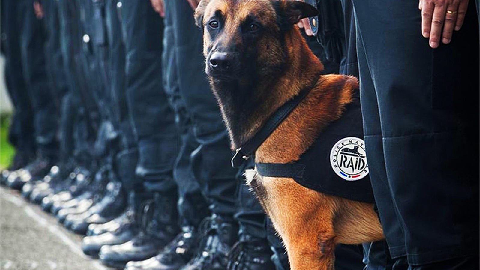 Beloved French Police Dog Killed Five Officers Injured