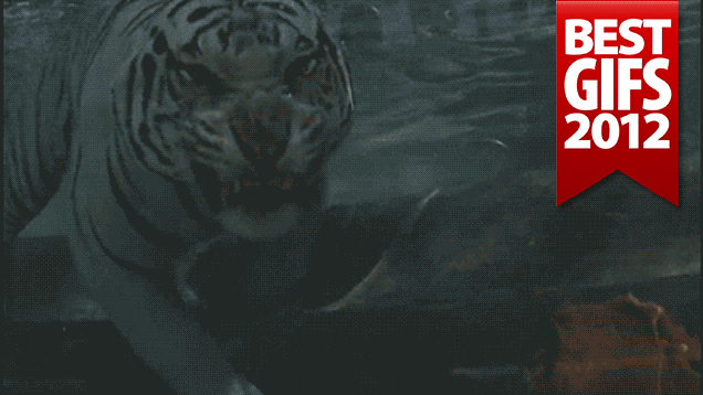 The Very Best GIFs of 2012