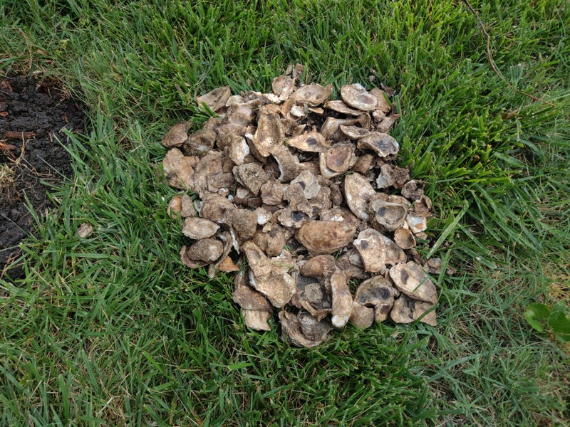 Illustration for article titled The oyster yield is plentiful this season.