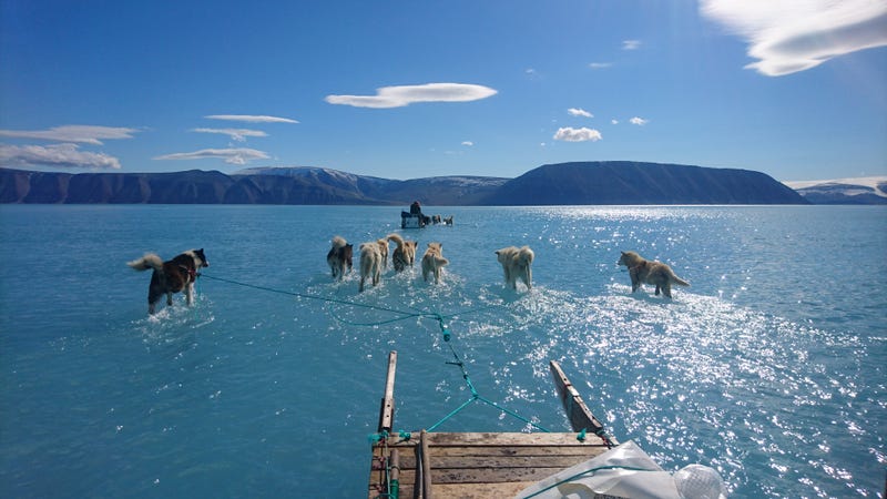 Illustration for article titled La foto del año: un grupo de perros de trineo se arrastra por el hielo derretido de Groenlandia
