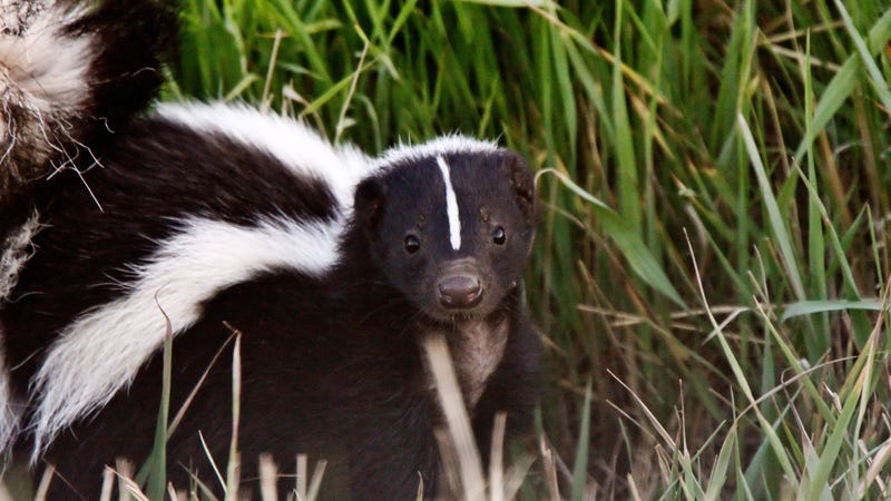 Illustration for article titled Finally, news that doesn’t stink: woman frees skunk stuck in Burger King cup