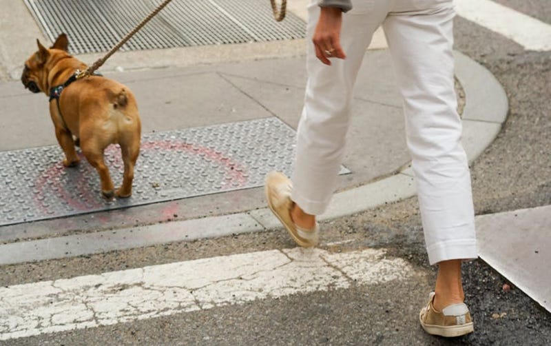 Illustration for article titled Cómo saber si hace demasiado calor para sacar a pasear a tu perro