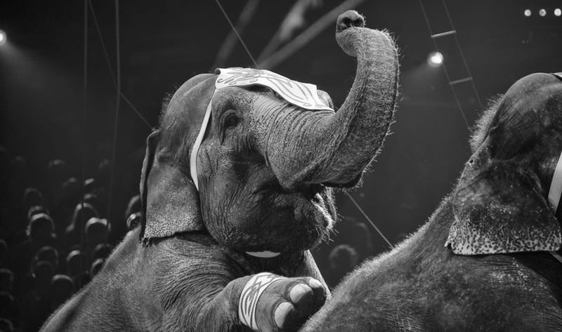 Illustration for article titled Why Freeing Elephant Performers Is Not Nearly Enough