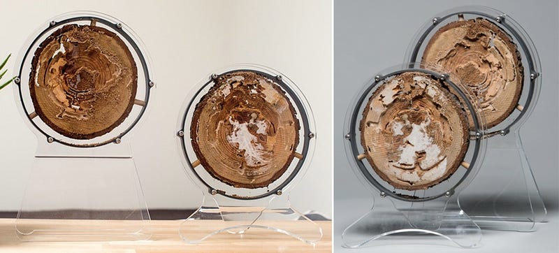Illustration for article titled Ants Are So Passé, You Need a Termite Farm On Your Desk