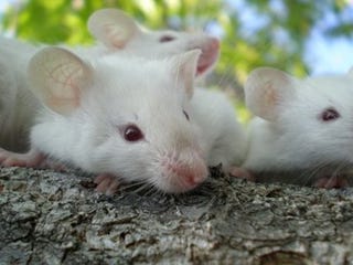 Illustration for article titled Deleting a gene creates super-smart mice...and maybe humans too