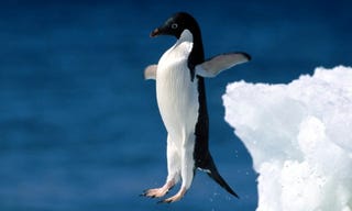 Illustration for article titled How Do You Weigh Wild Penguins?