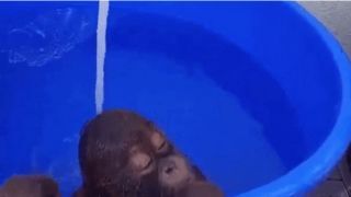 Orangutan Takes Bath