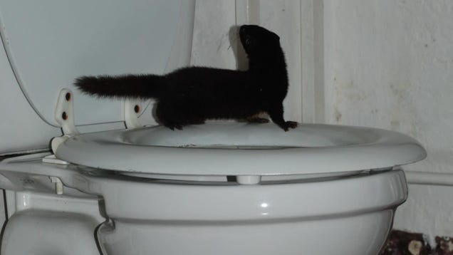 Man Takes First-Ever Photo of Living Colombian Weasel After Finding It Standing on His Toilet