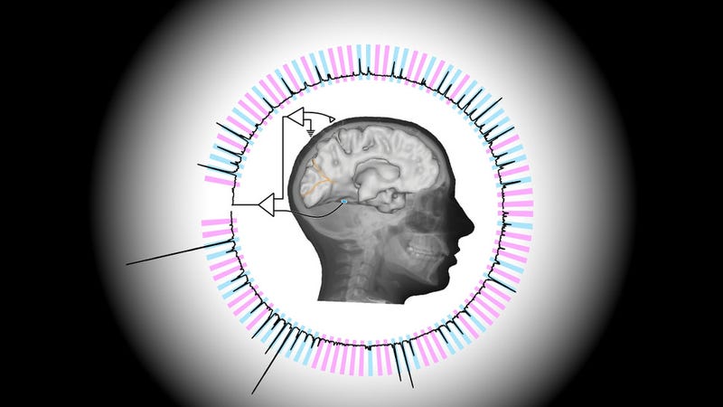 Illustration for article titled New Technique Allows Scientists to Read Minds at Nearly the Speed of Thought