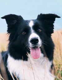 A Border Collie