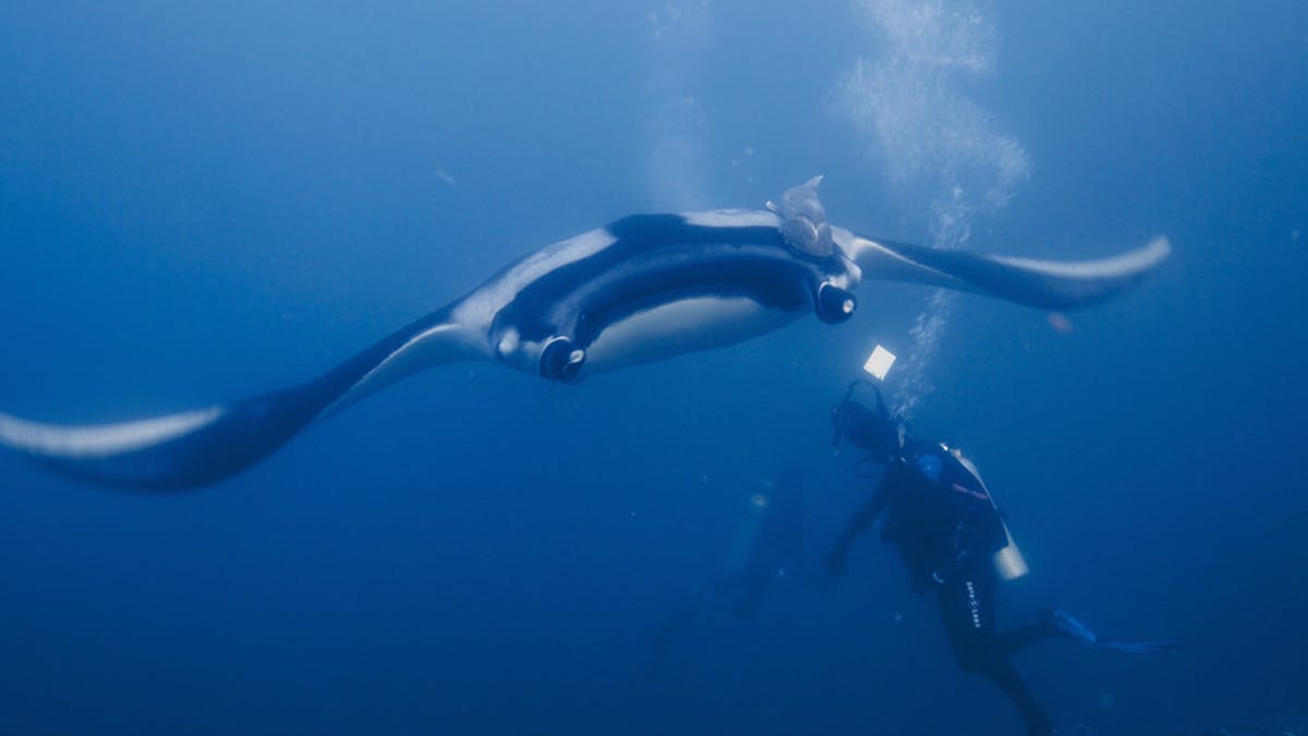 Giant Manta Rays Are More Badass Than We Realized