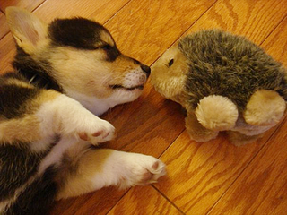 Illustration for article titled 10 Photos Of Animals With Stuffed Animals