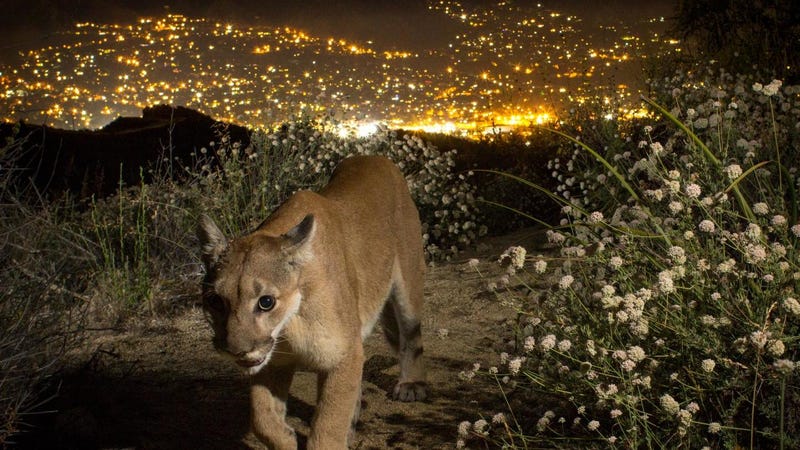 Las Mountain Lions May Face Extinctionbut Theres A Way To - mountain lion hollywood photo