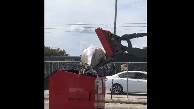 q8ibf8zpbdqjujlsvtzg.gif