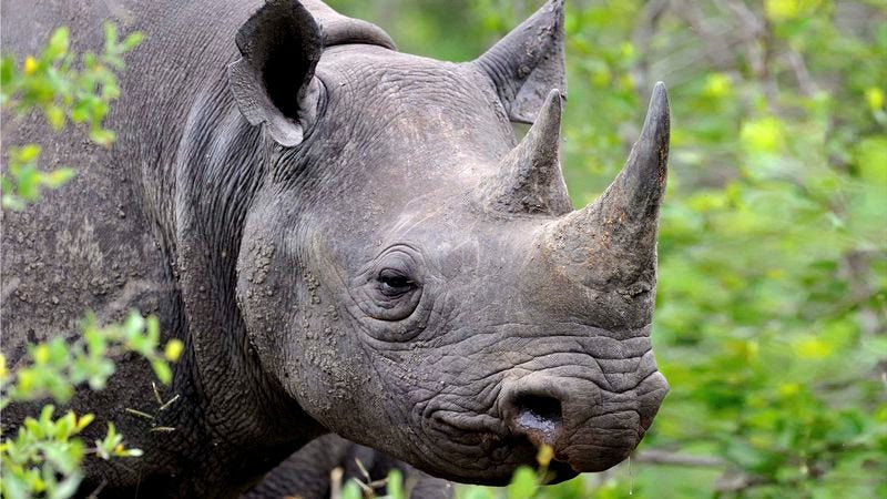 Illustration for article titled Endangered Rhino Just Wishes His Horn Didn’t Make People Immortal