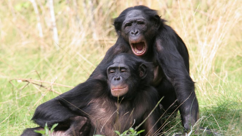 What can the DNA of bonobos teach us about what it means to be human?