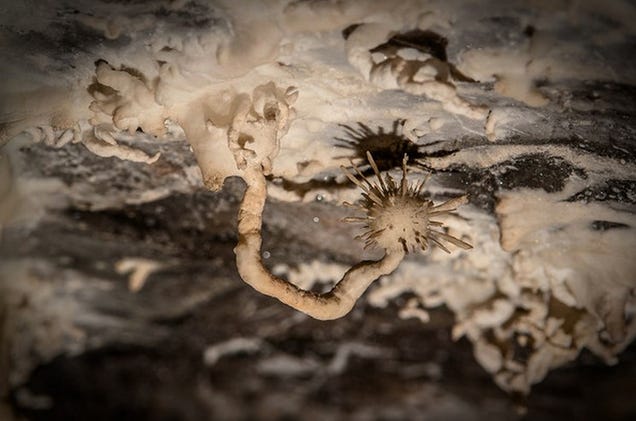 This Bizarre "Aragonite Flower" Grows from the Damp Ceilings of Caves