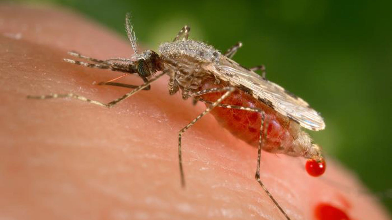 photo of A Mutated Strain of ‘Super Malaria’ Is Spreading at an Alarming Rate image