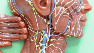 Illustration for article titled It's His Immune System That You Actually Want to Sleep With
