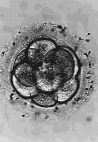 Illustration for article titled Baby Born From 20-Year-Old Frozen Embryo