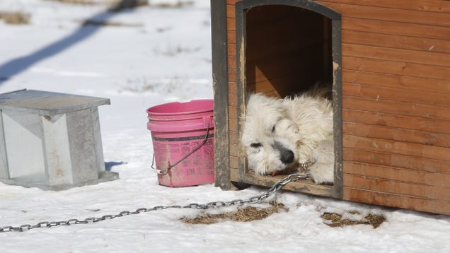 Stop Letting Your Dogs Freeze to Death, You Slithering Ghouls