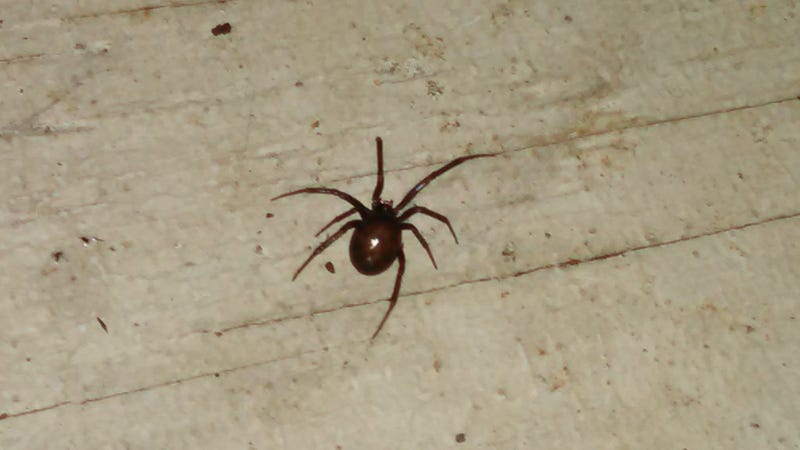Illustration for article titled My front porch is overrun with these things