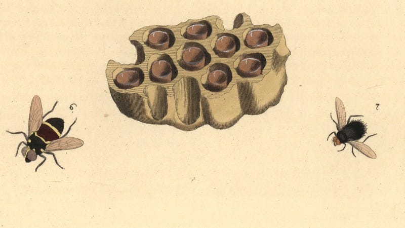 Handcolored lithograph of the nest of the black and yellow mud dauber wasp from Dru Drury's Illustrations of Exotic Entomology, Bohn, London, 1837. (Photo: Florilegius/SSPL/Getty Images)