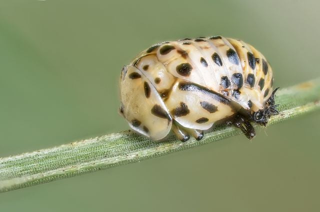 The Bizarre History of Insect Head Transplants