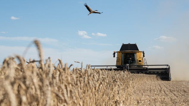 Experts predicted a wheat shortage after Russia invaded Ukraine. Why didn’t it happen?