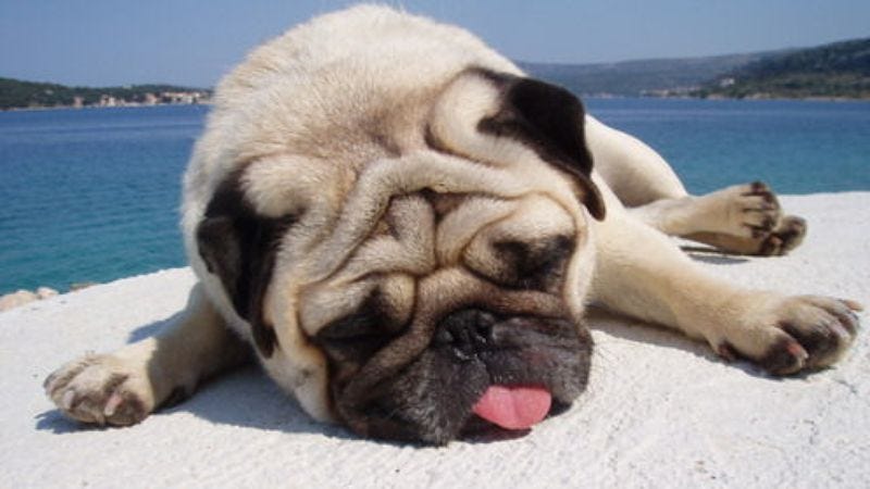 10 Adorable Pictures Of Pugs That Are Exclusively For Iraqi Prime Minister Nuri Kamal al-Maliki ...