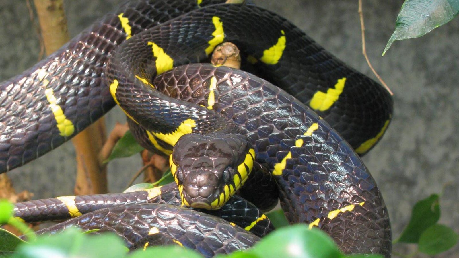 snake escape bronx zoo snake escape bronx zoo